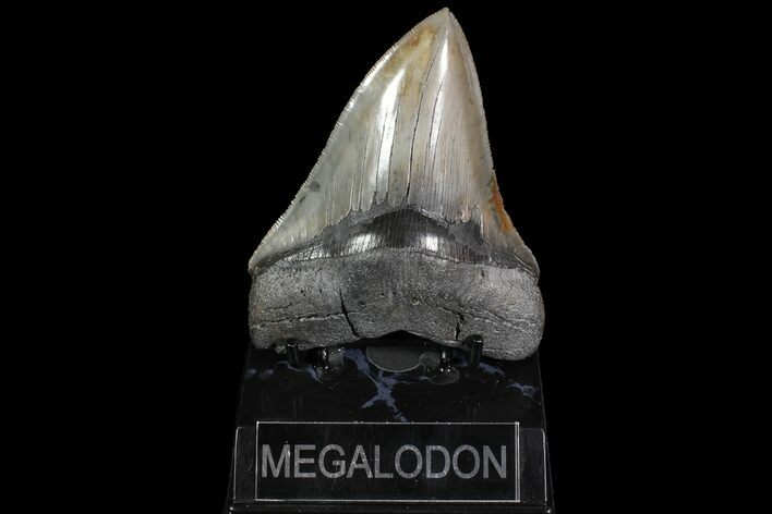 Serrated, Fossil Megalodon Tooth - Collector Quality #92908